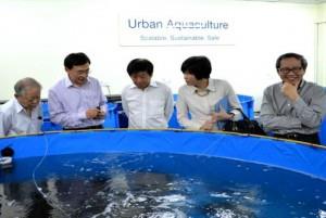 Using Sustainable Aquaculture for Safer and More Affordable Food