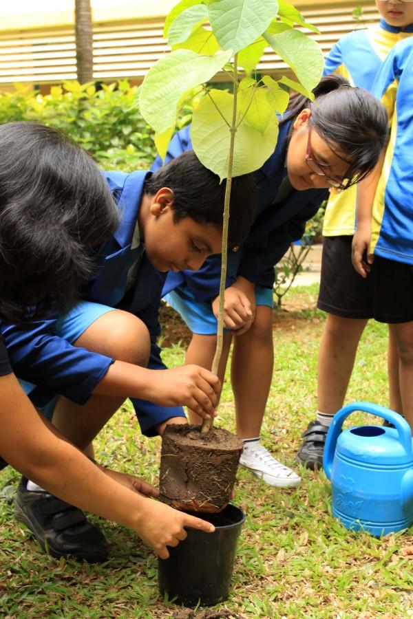 Made-In-Singapore Trees To Increase Sustainability In Timber Industry