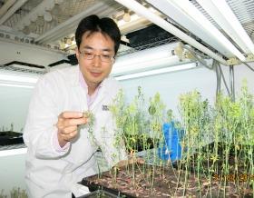 Discovery of “Bio-Timer” That Controls Growth Rate of Flowering Plants