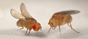 Fruit Flies Shed Light on Human Mental Disorders