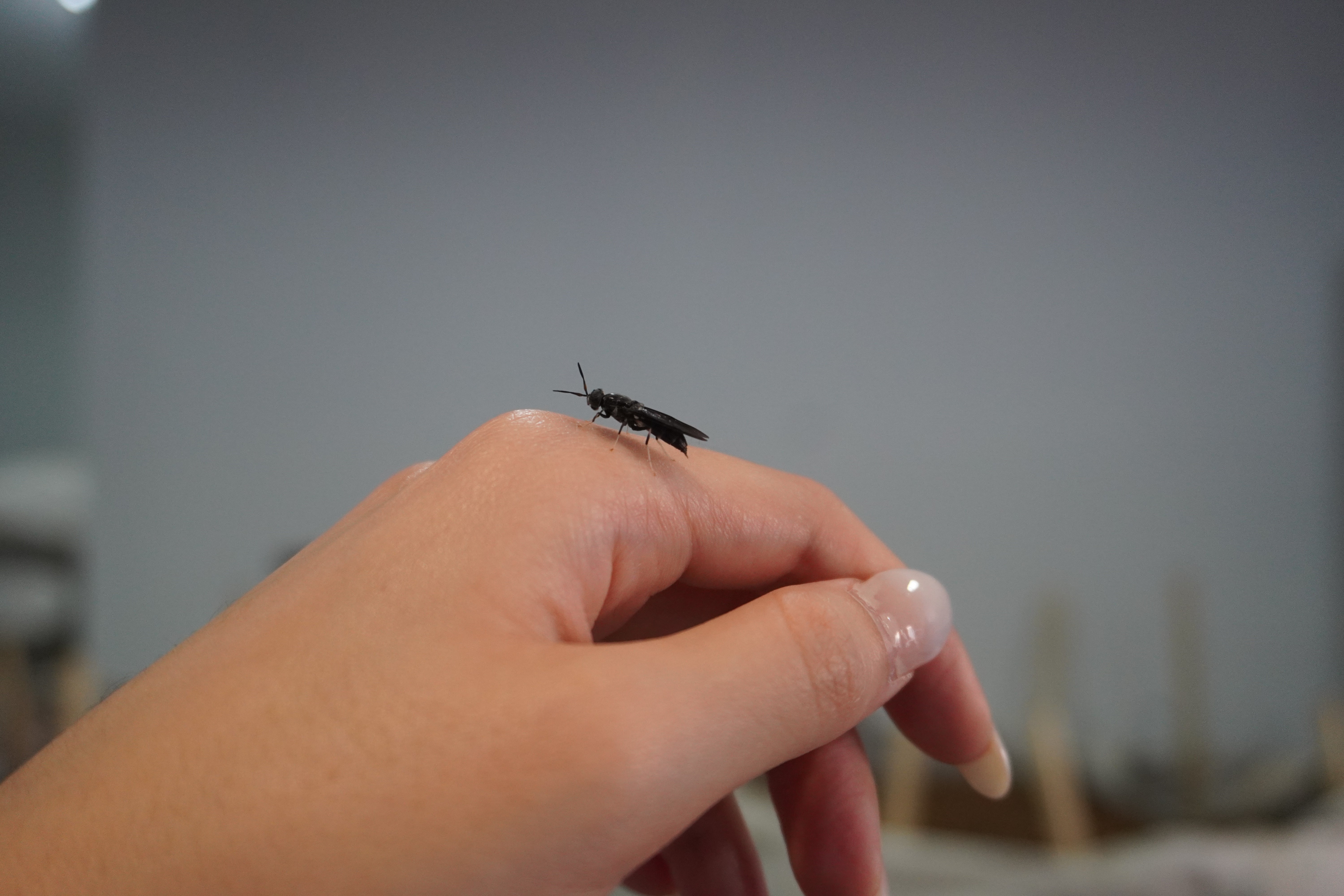 How a tiny insect is helping to heal our farmlands